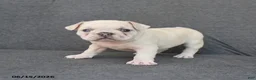French Bulldog dogs for sale: Nancy - Ad 2