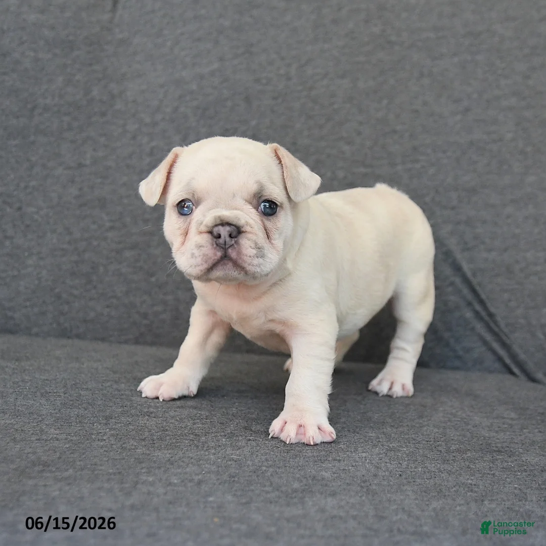 French Bulldog dogs for sale: Nancy - Ad 2