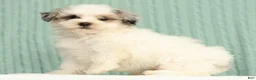 Pomapoo dogs for sale: Paisley - Ad 5