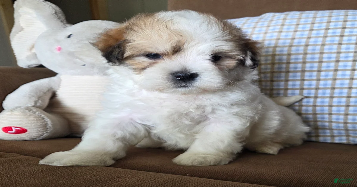 Maltipoo Puppies for sale in Dayton, Ohio | Lancaster Puppies