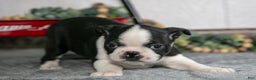 Boston Terrier dogs for sale: Lyla - Ad 3