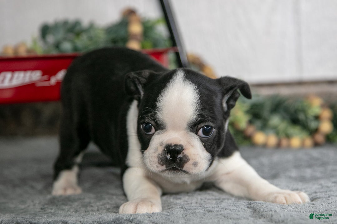Boston Terrier dogs for sale: Lyla - Ad 3