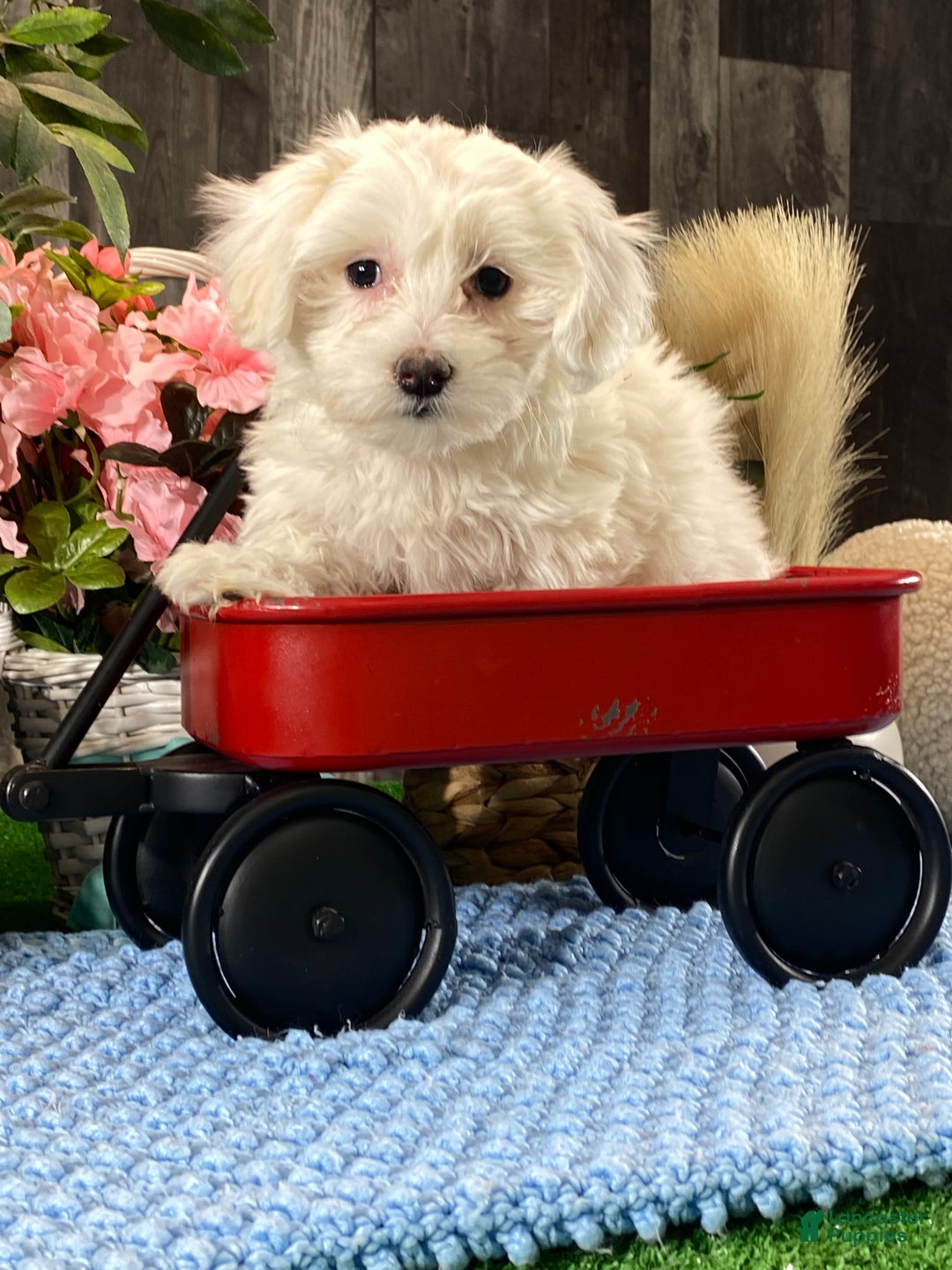 Coton De Tulear dogs for sale: Charlee - Ad 6