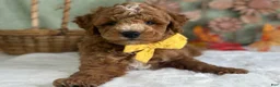 Mini Goldendoodle dogs for sale: Reeces - Ad 3