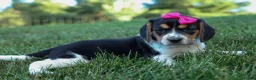 Beagle dogs for sale: Cora 💖 - Ad 10