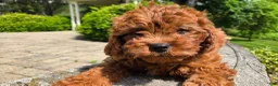 Cavapoo dogs for sale: Henry - Ad 4