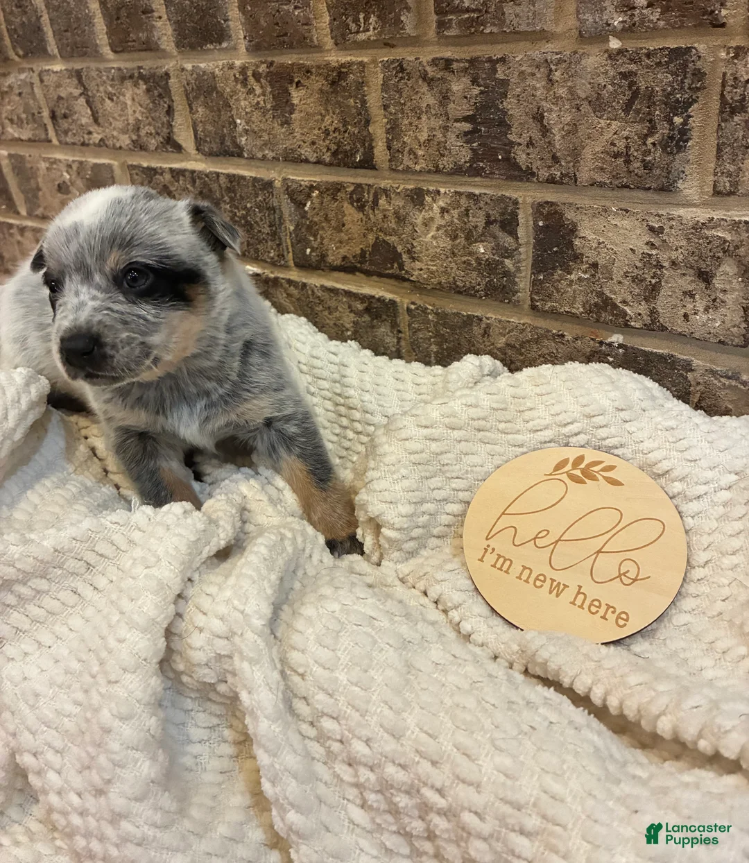 Australian Cattle Dog dogs for sale: Australian Cattle Dog blue male 1 - Ad 1