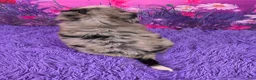 Mini Bernedoodle dogs for sale: Nova - Ad 4