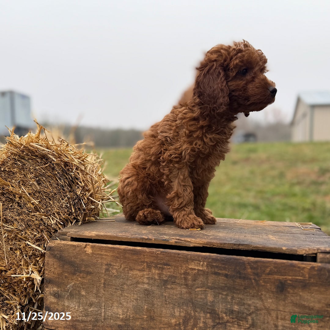 Irish Doodle dogs for sale: Frosty - Ad 5