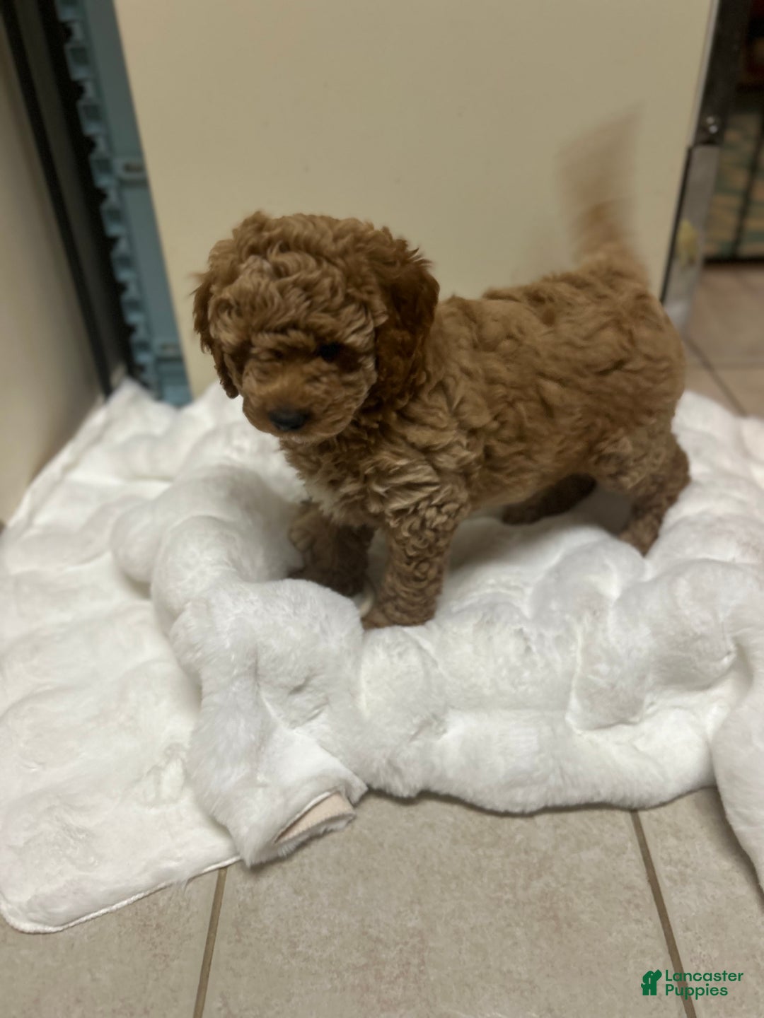 Mini Goldendoodle dogs for sale: Mini Goldendoodle Puppy Frosty  - Ad 1