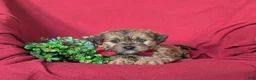 Shihpoo dogs for sale: Gardner - Ad 5