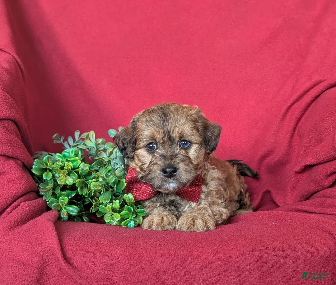 Shihpoo dogs for sale: Gardner - Ad 5