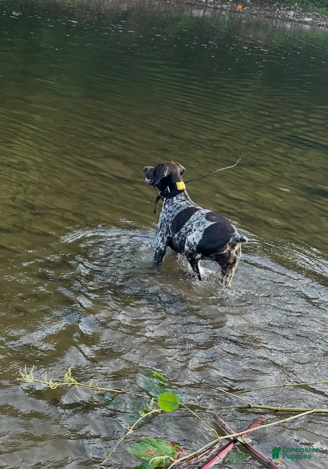 German Shorthaired Pointer dogs for sale: German Shorthaired Pointer Puppy 7 - Ad 4