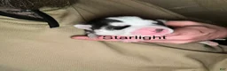 Siberian Husky dogs for sale: Starlight Rivers - Ad 1