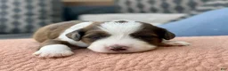 Bernedoodle dogs for sale: Annabelle - Ad 6
