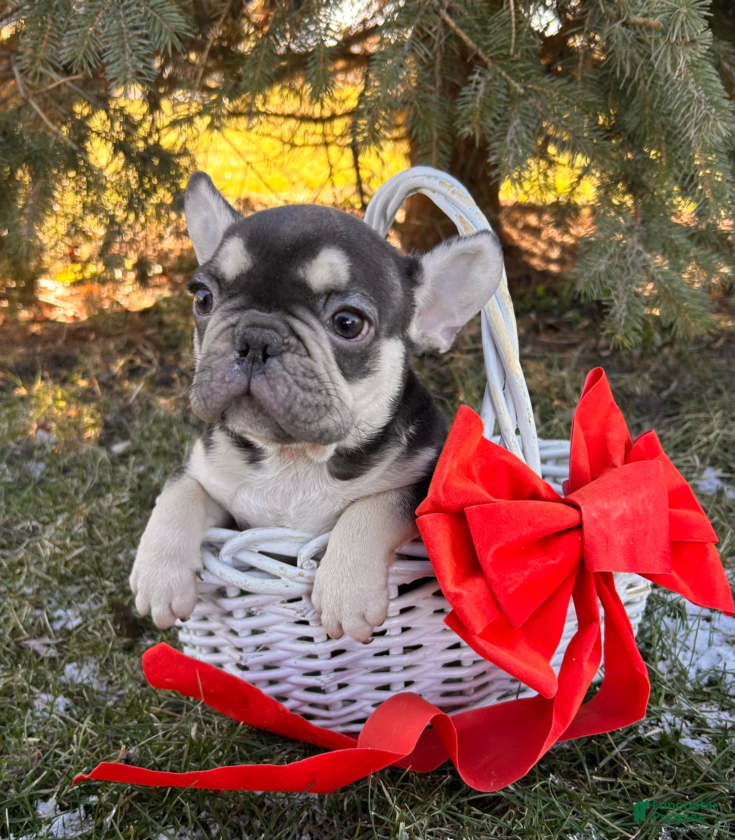 French Bulldog dogs Romeo - Ad 33