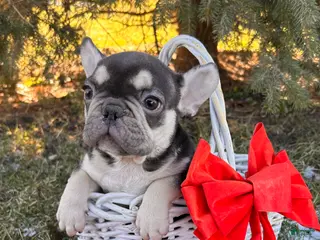 French Bulldog dogs Romeo - Ad 33