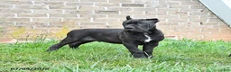 Cane Corso dogs for sale: Dune - Ad 4