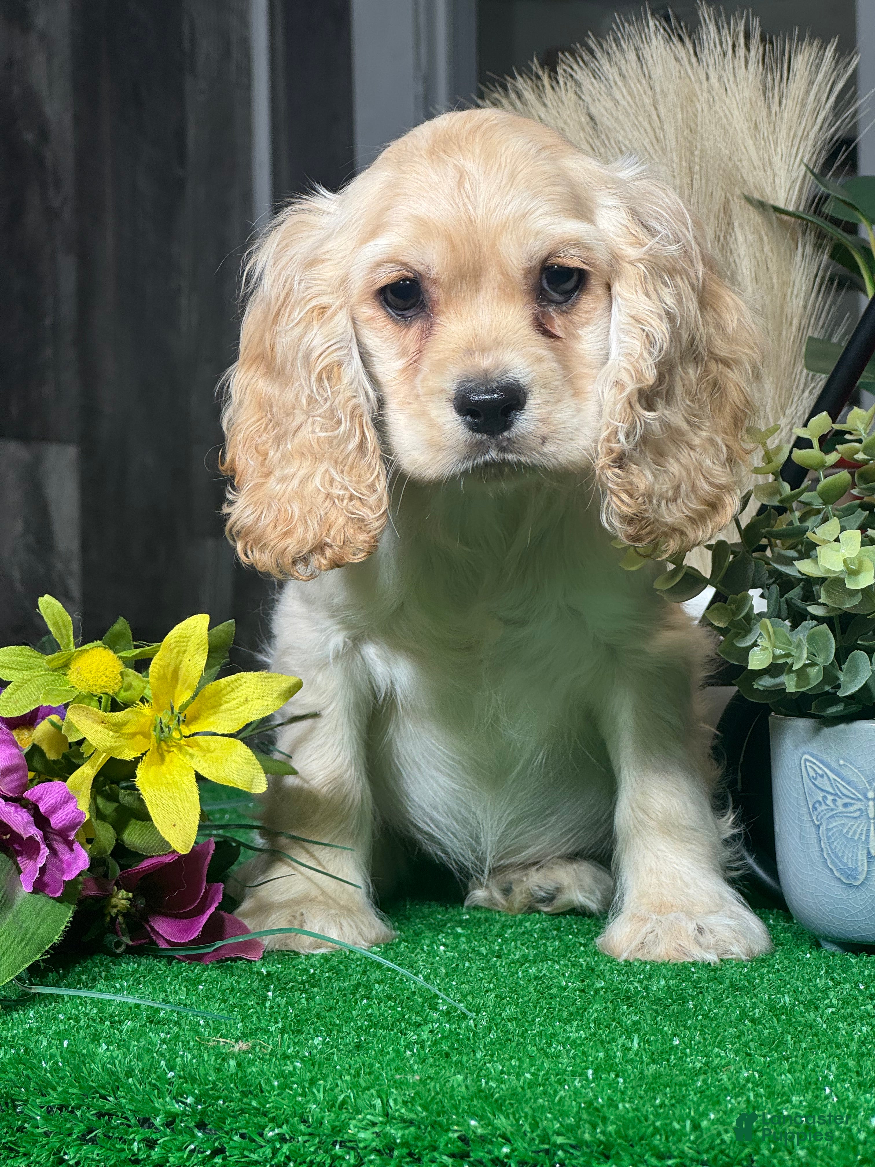 Cocker Spaniel dogs Odette - Ad 27