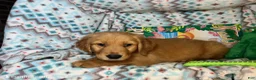 Golden Retriever dogs for sale: Goblinn  - Ad 1