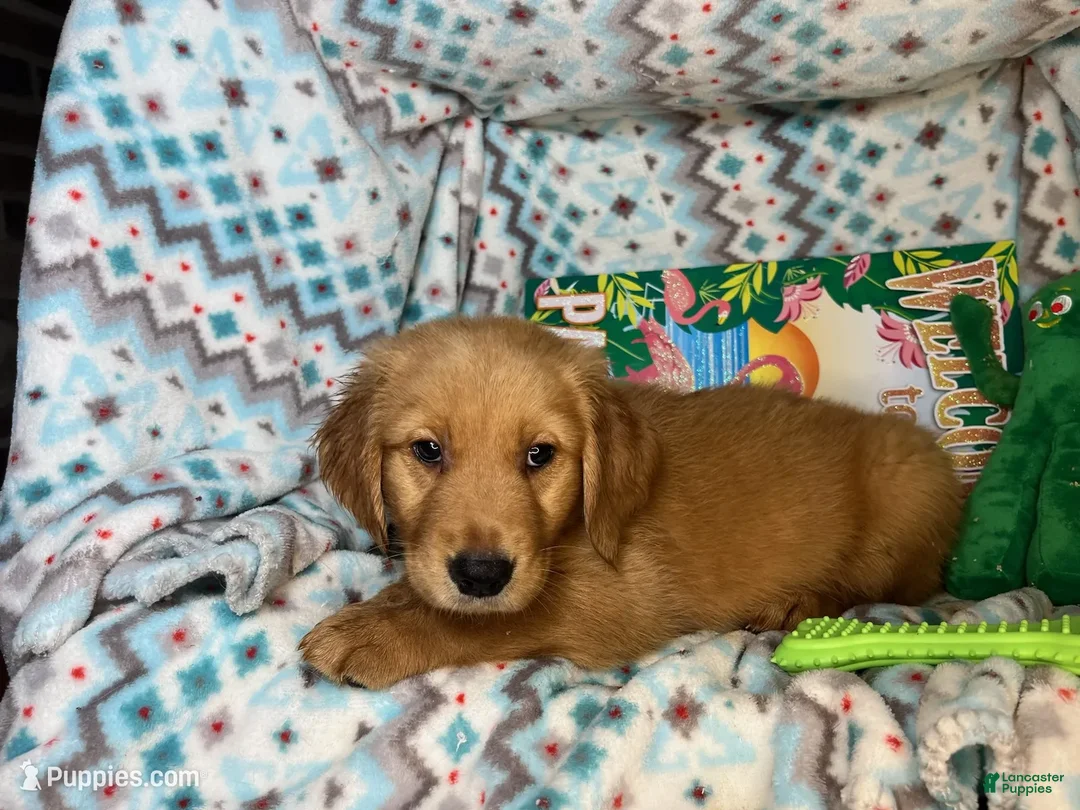 Golden Retriever dogs for sale: Goblinn  - Ad 1