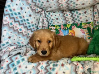 Golden Retriever dogs Goblinn - Ad 19