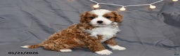 Cavapoo dogs for sale: Mickey - Ad 2