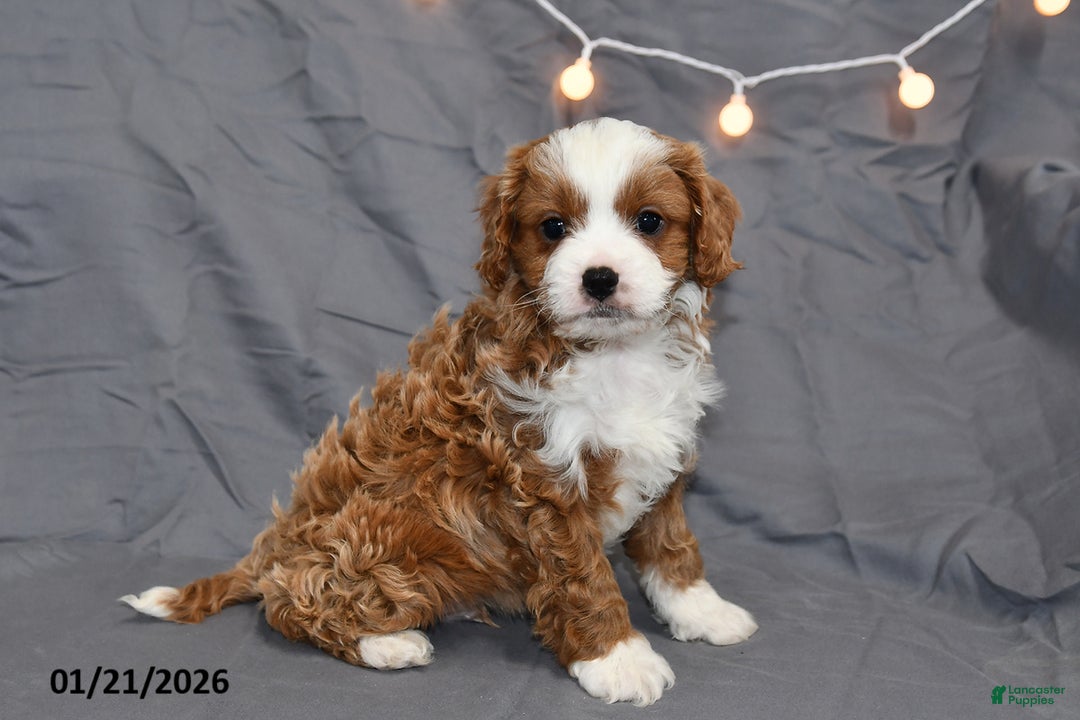 Cavapoo dogs for sale: Mickey - Ad 2