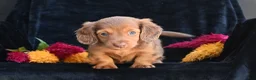 Miniature Dachshund dogs for sale: Ruby - Ad 8