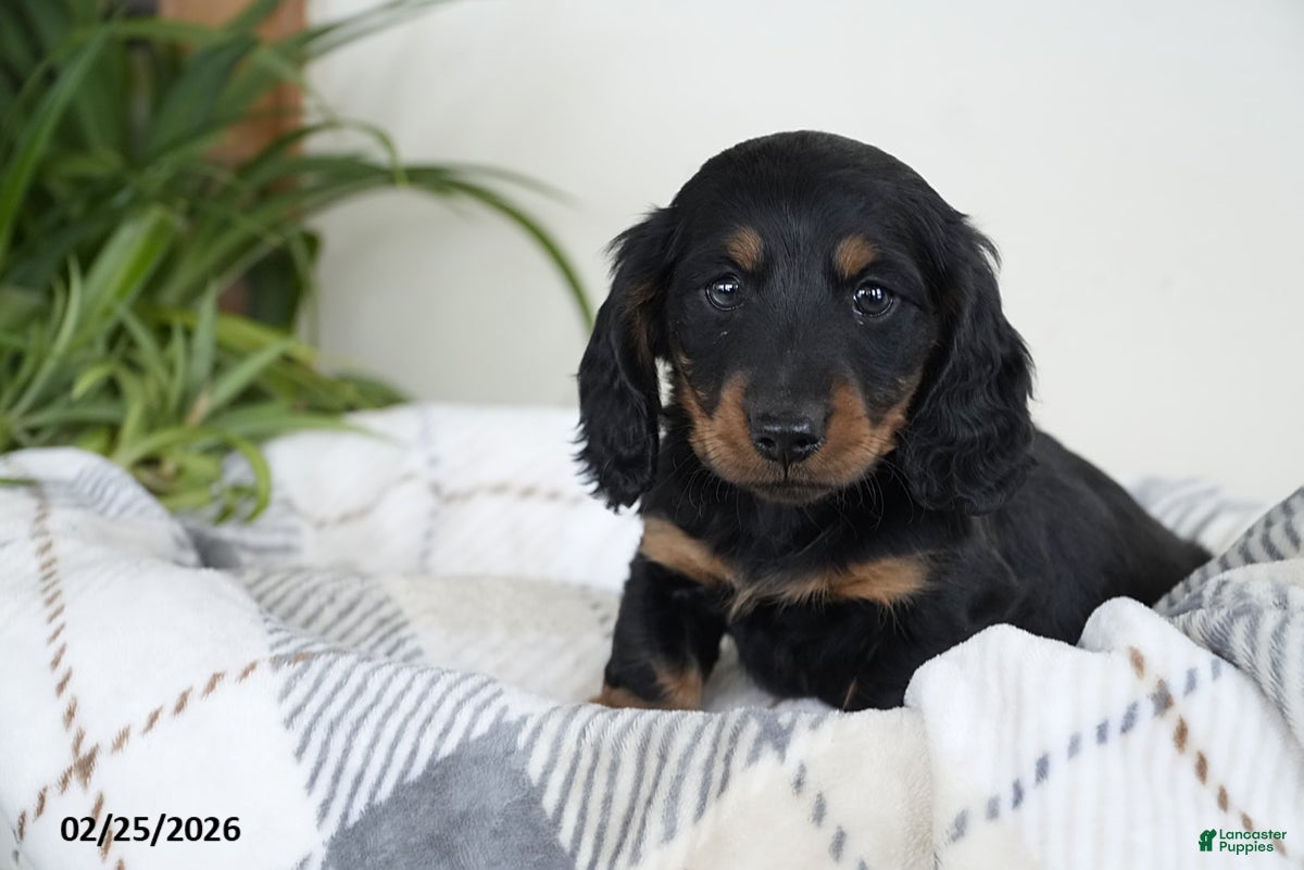 Miniature Dachshund dogs Coffee - Ad 1