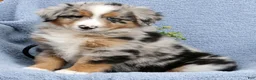 Australian Shepherd dogs for sale: Leo - Ad 3