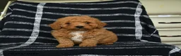 Mini Goldendoodle dogs for sale: Dash - Ad 3