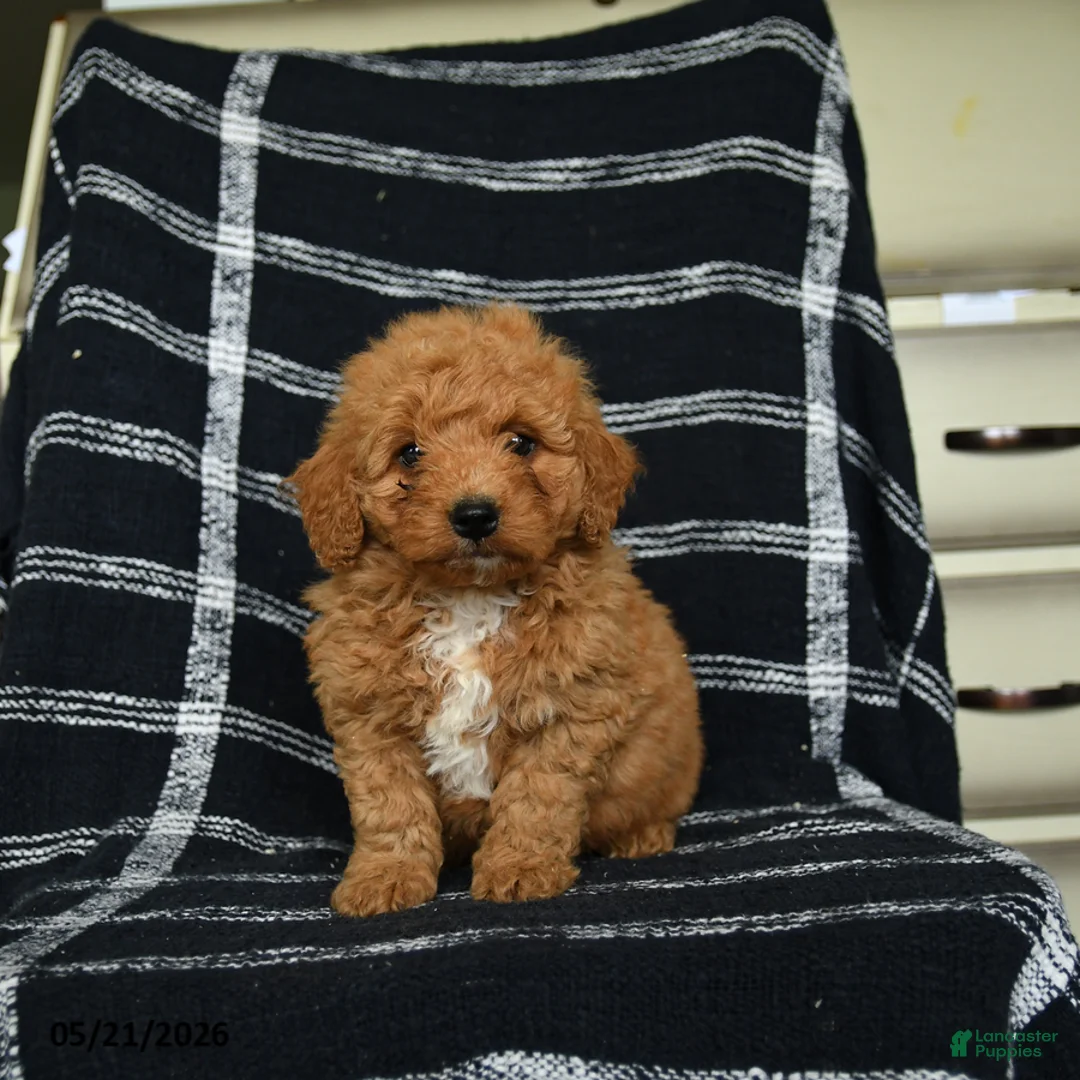 Mini Goldendoodle dogs for sale: Dash - Ad 3