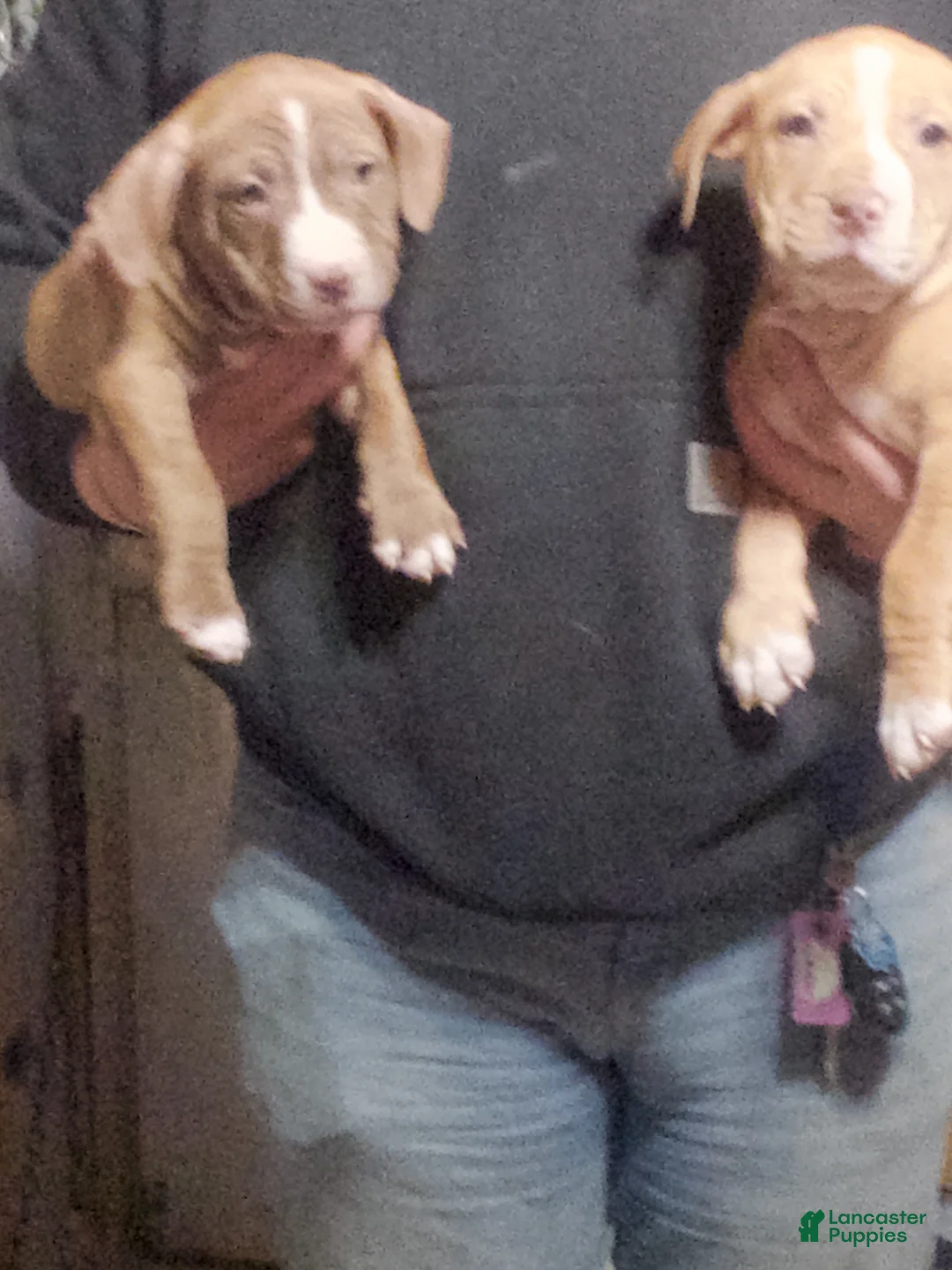 American Pit Bull Terrier dogs for sale: American Pit Bull Terrier Puppy 4 - Ad 1