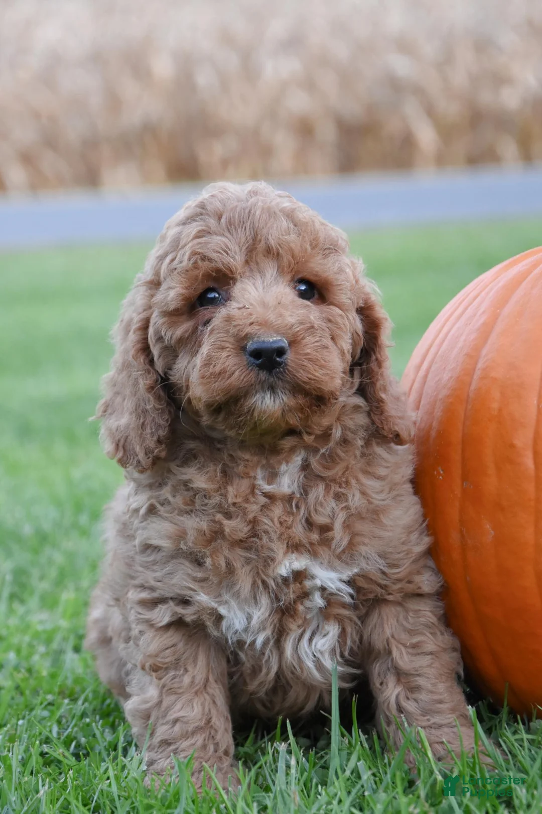 Cockapoo dogs for sale: Phoenix - Ad 2