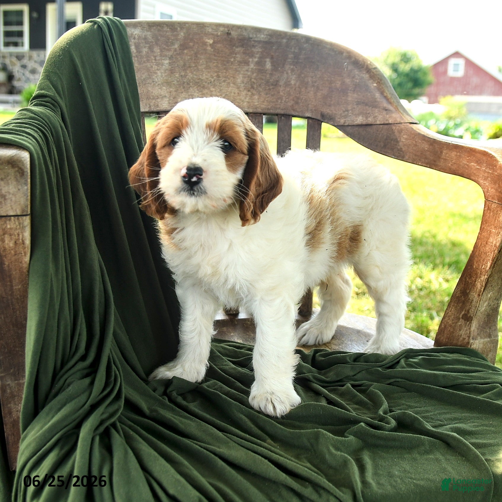 Goldendoodle dogs Bradford - Ad 2