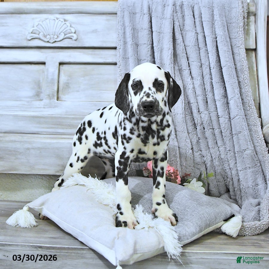 Dalmatian dogs Ellie - Ad 1