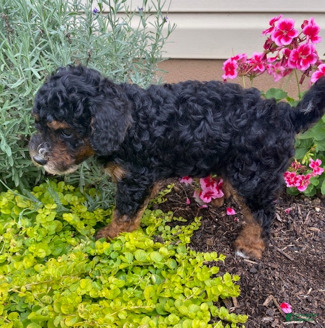Cavapoo dogs Arrow - Ad 2