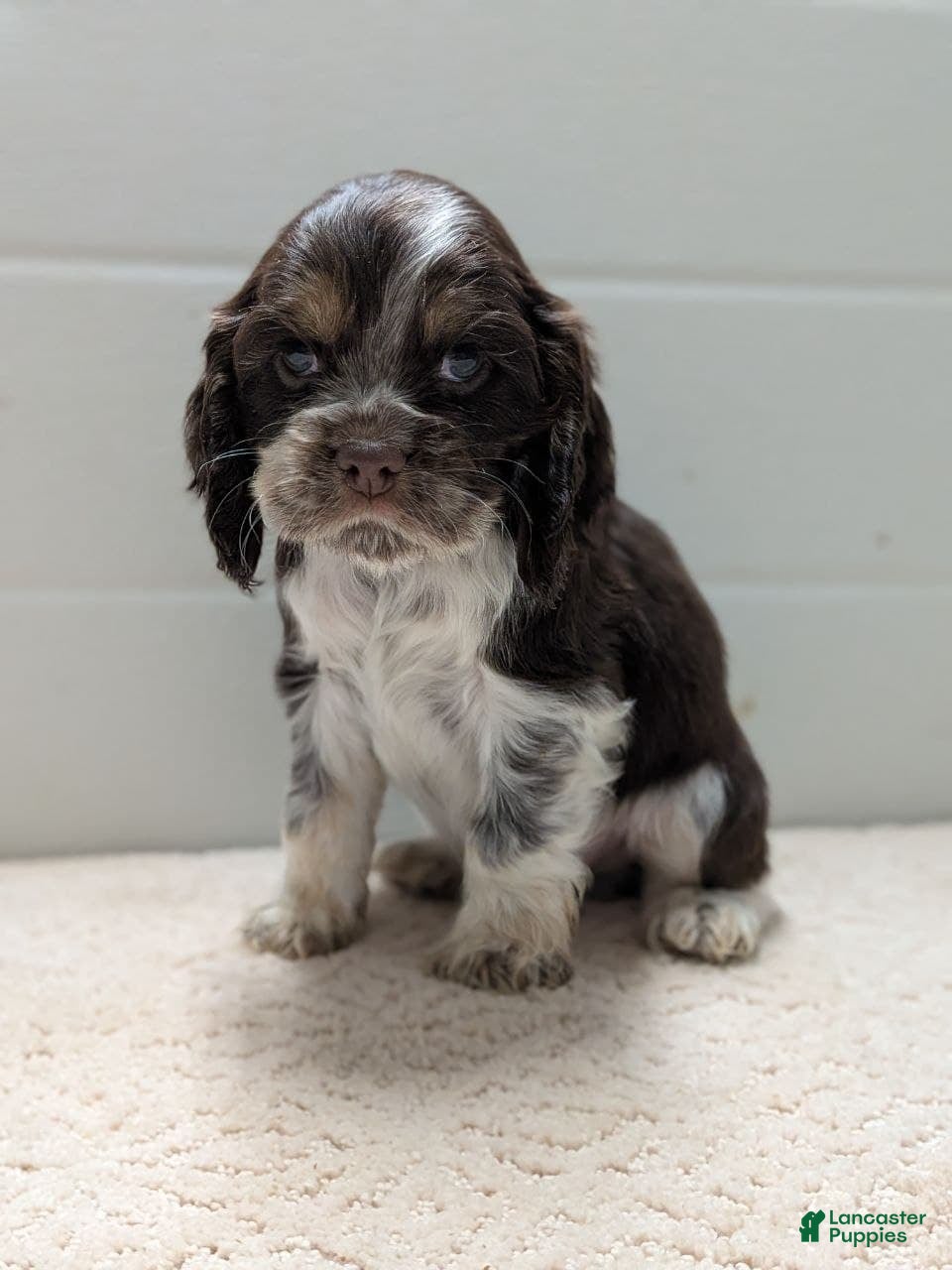 Cocker Spaniel dogs Vince - Ad 20
