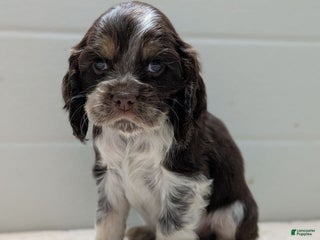 Cocker Spaniel dogs Vince - Ad 34