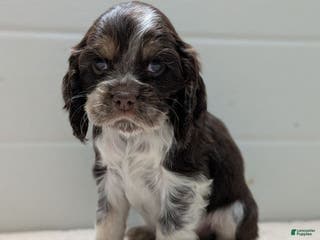Cocker Spaniel dogs Vince - Ad 25