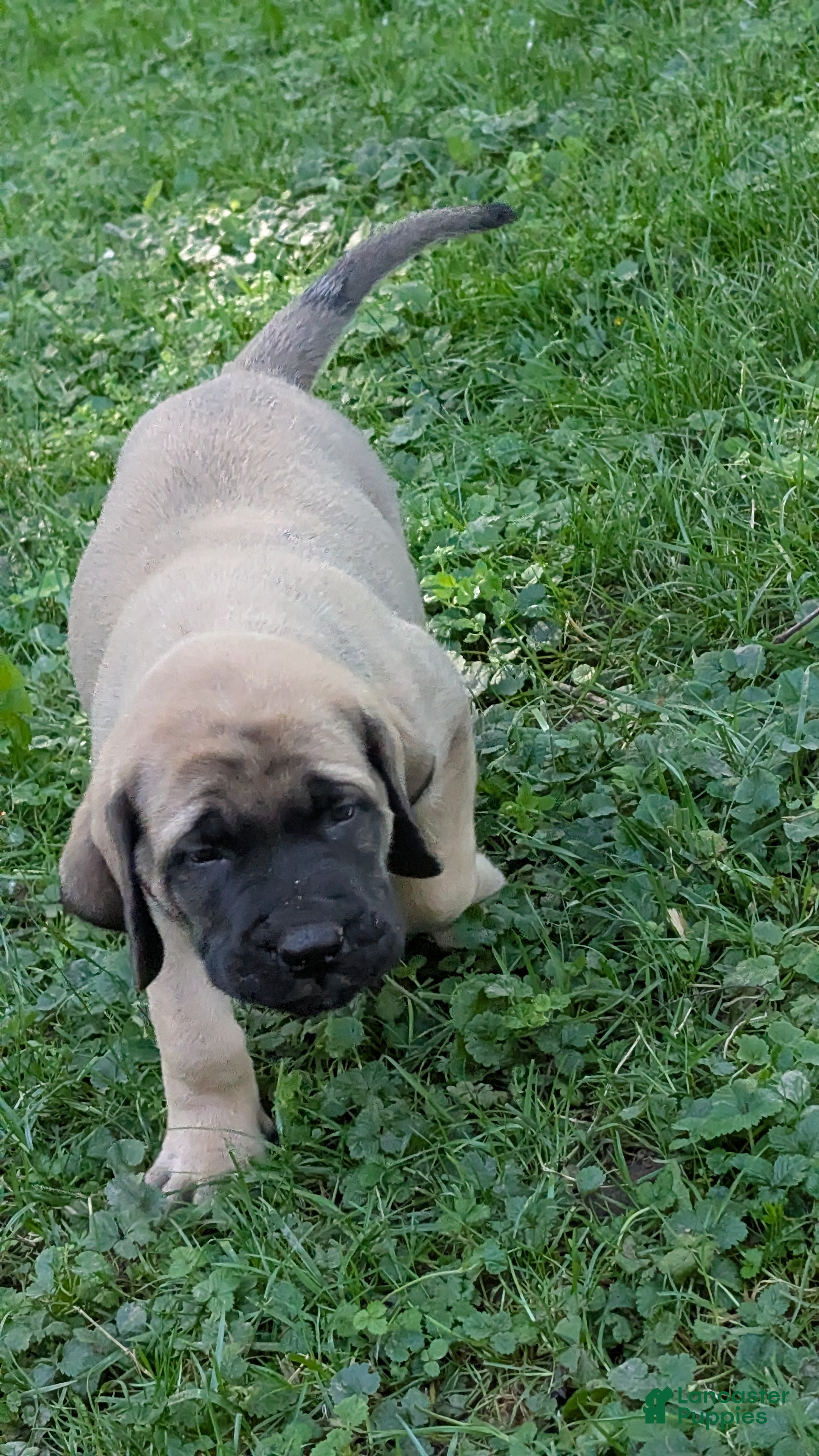 English Mastiff dogs English Mastiff Puppy 3 - Ad 2