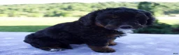 Mini Bernedoodle dogs for sale: Flicka  - Ad 2