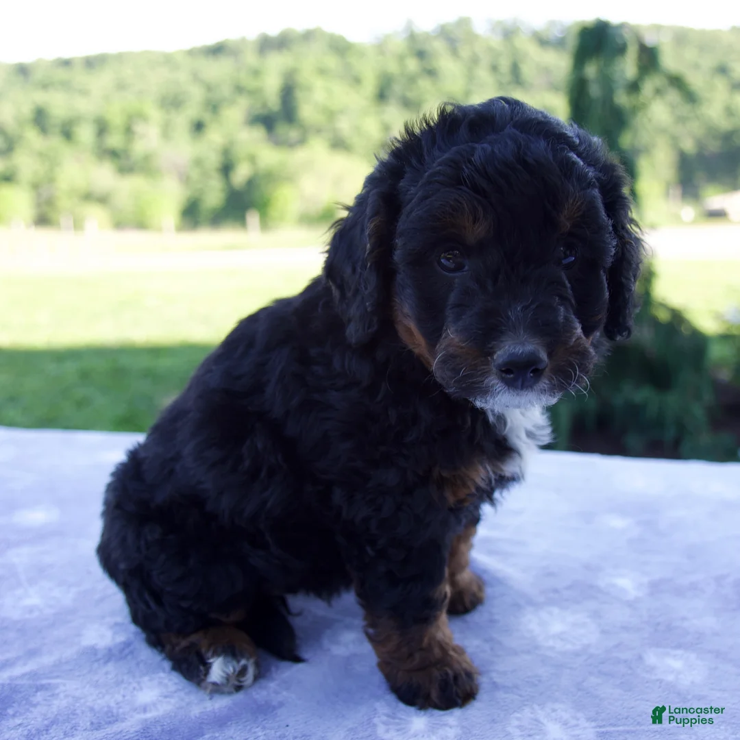 Mini Bernedoodle dogs for sale: Flicka  - Ad 2