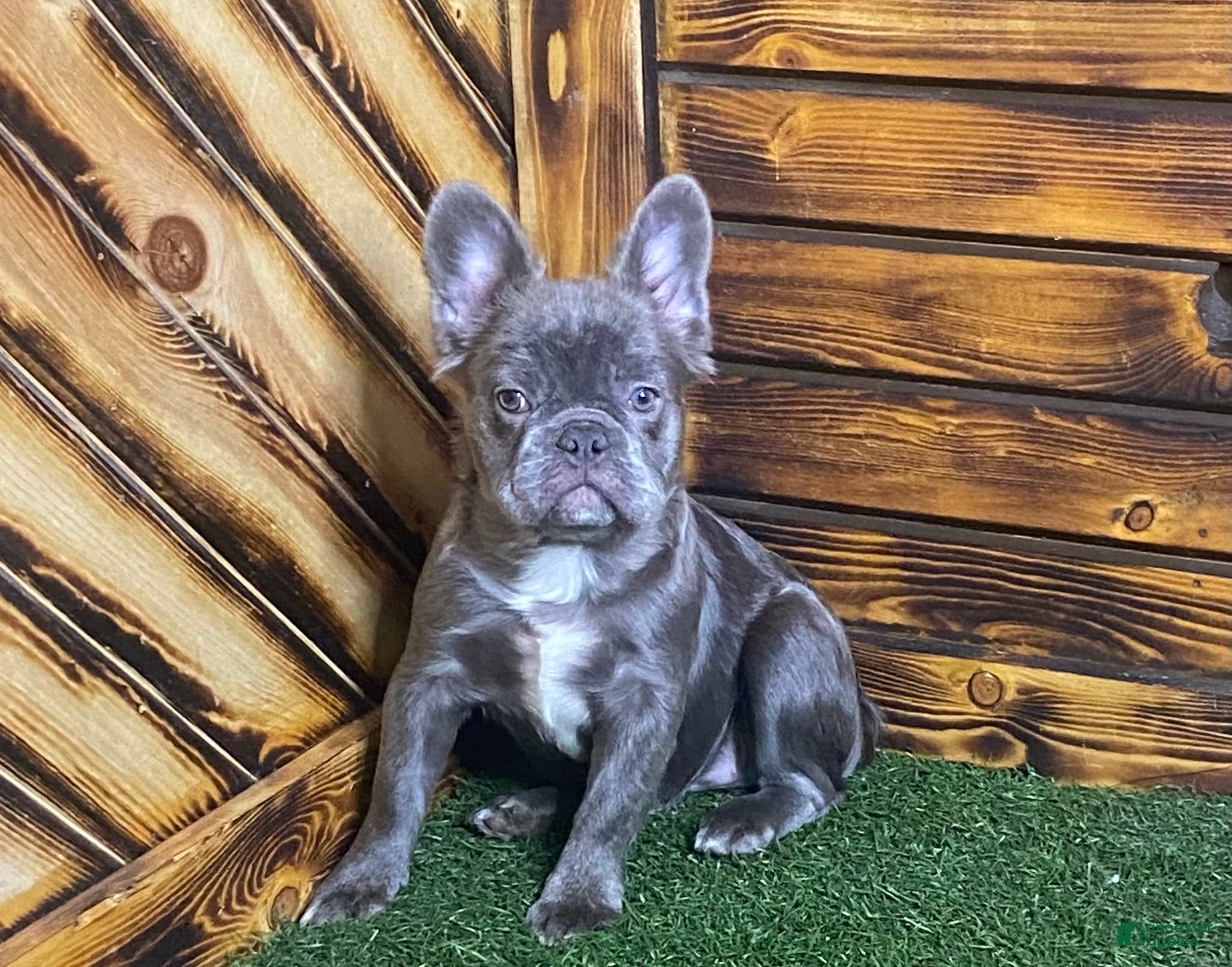 French Bulldog dogs Caste - Ad 11
