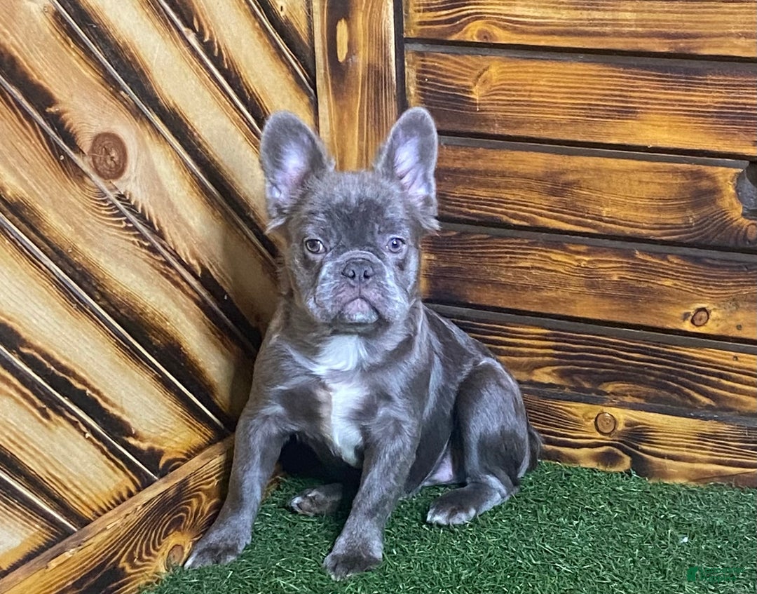 French Bulldog dogs for sale: Caste - Ad 1