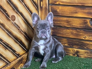 French Bulldog dogs Caste - Ad 1