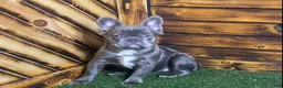 French Bulldog dogs for sale: Caste - Ad 1