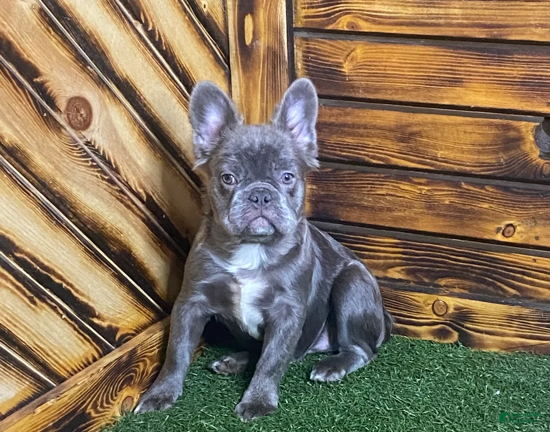 French Bulldog dogs for sale: Caste - Ad 1