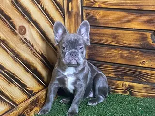 French Bulldog dogs Caste - Ad 4